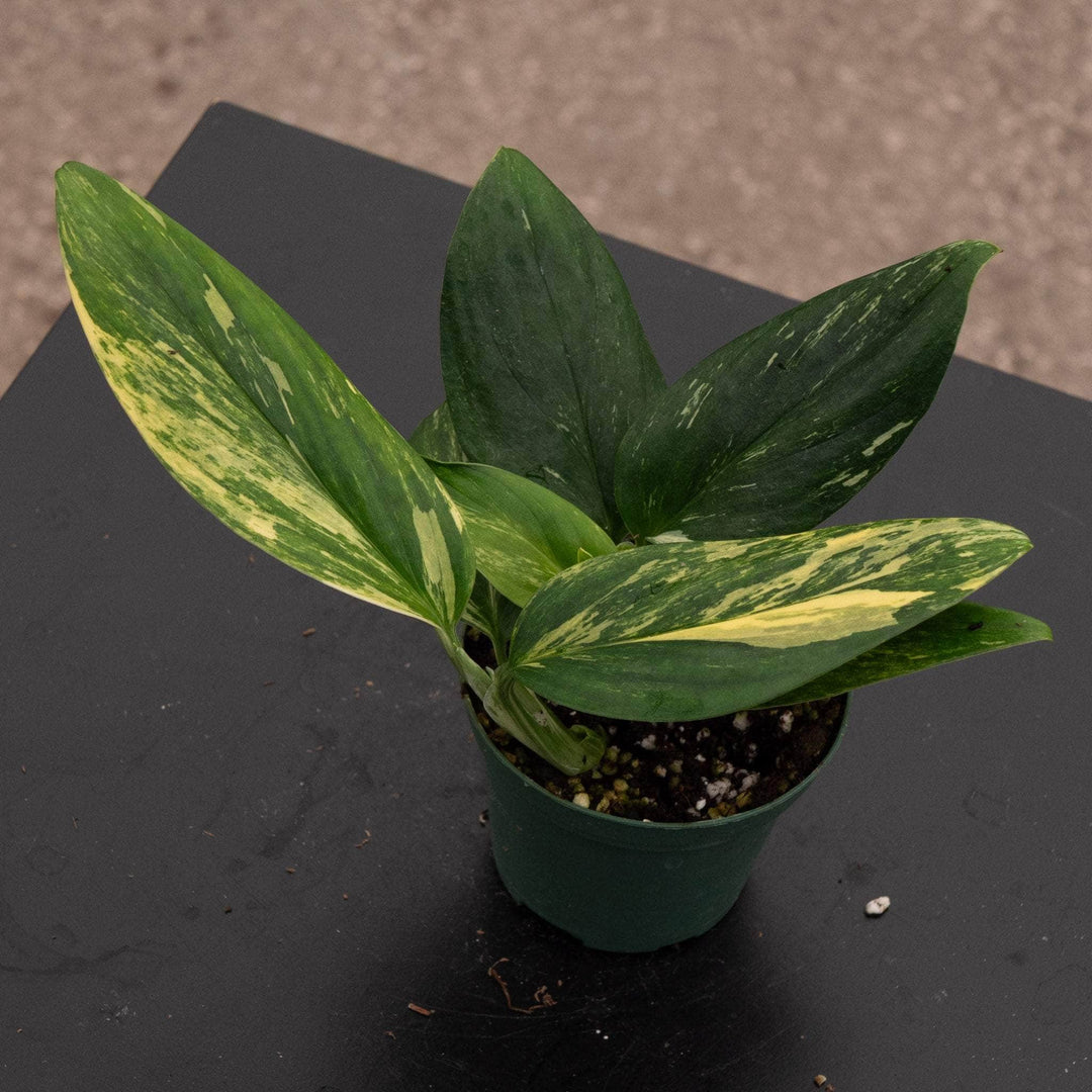 monstera plant etsy Monstera standleyana aurea variegata