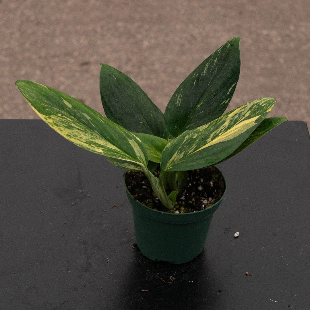 monstera plant etsy Monstera standleyana aurea variegata