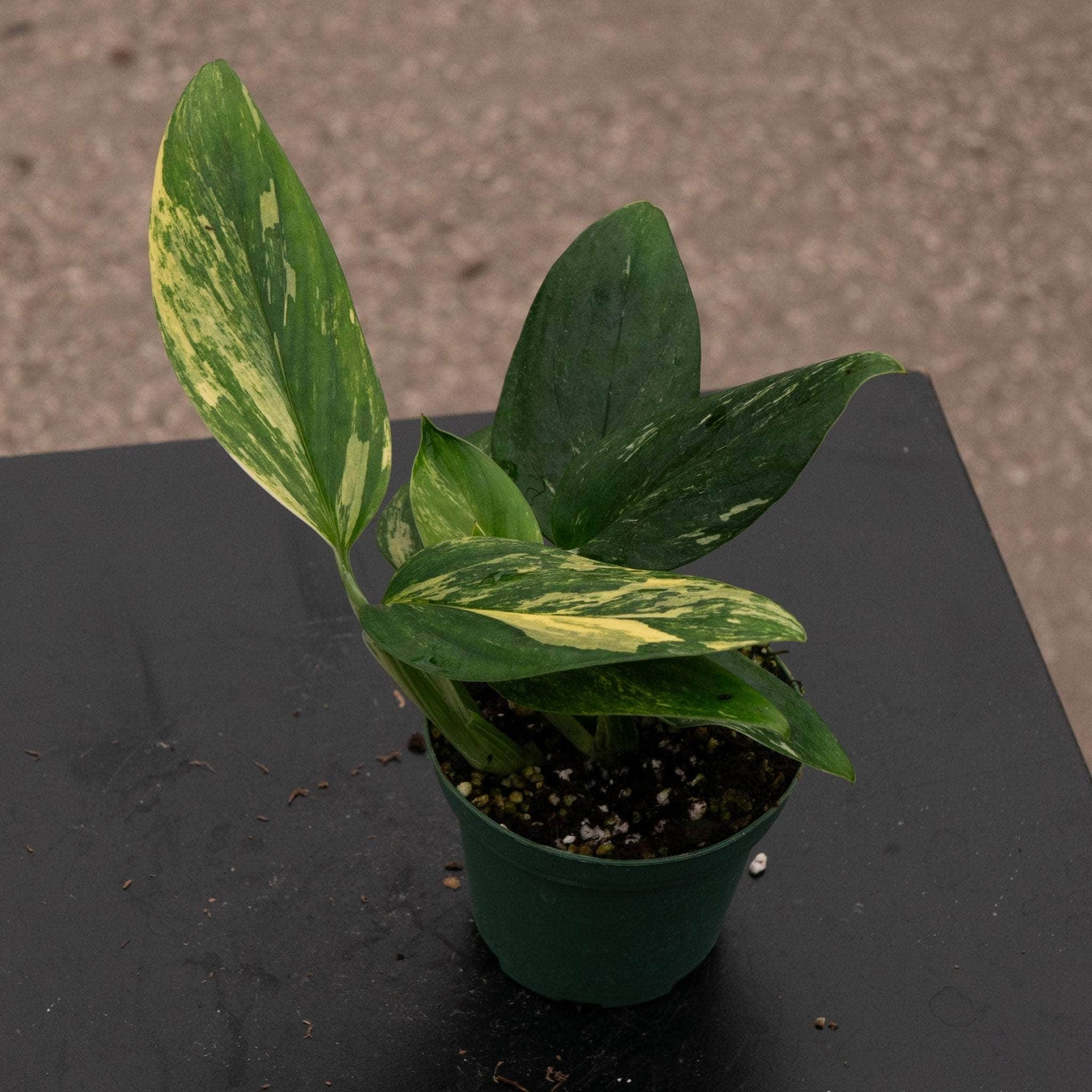 aurea monstera Monstera standleyana aurea variegata
