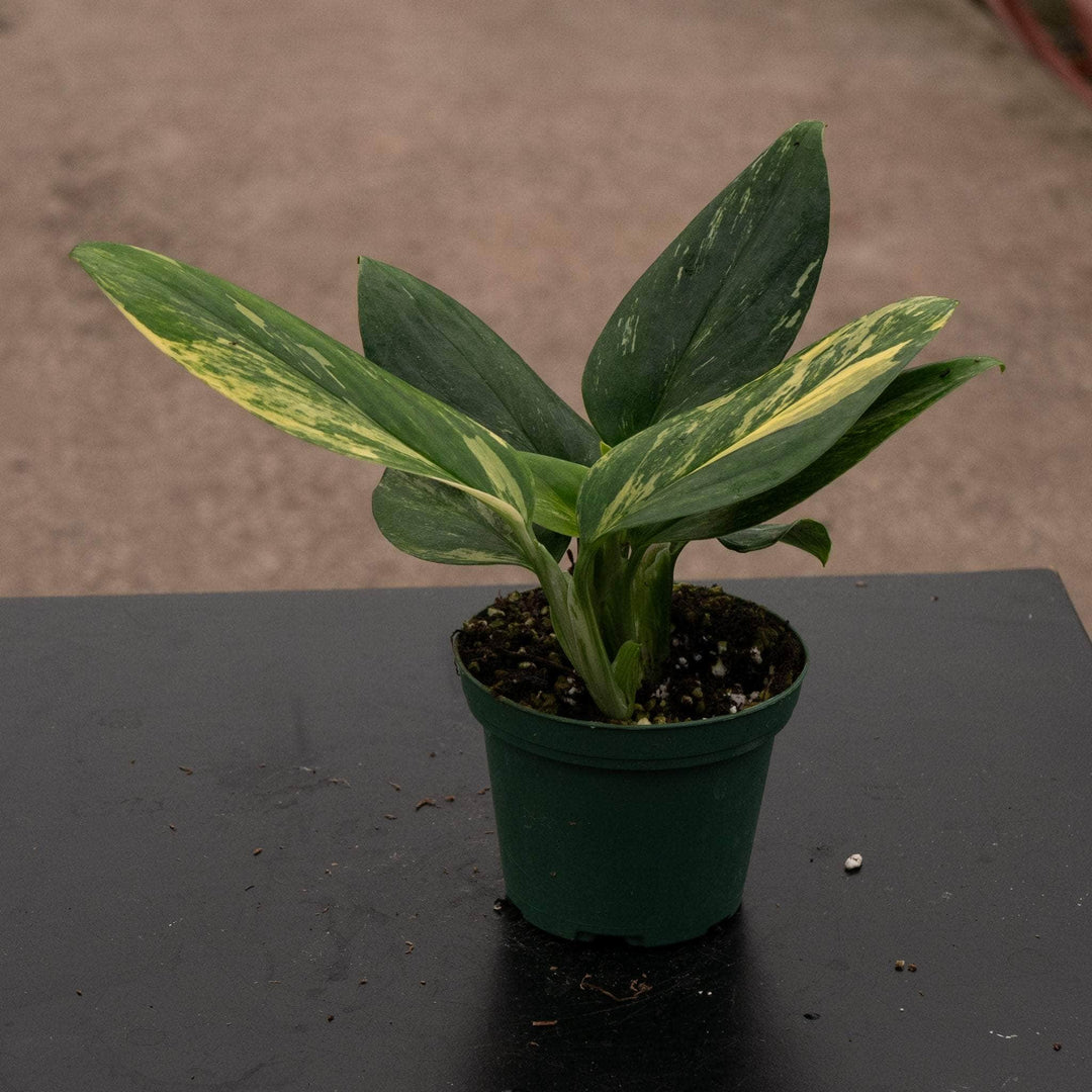 Gabriella Plants Monstera 3" Monstera standleyana aurea variegata