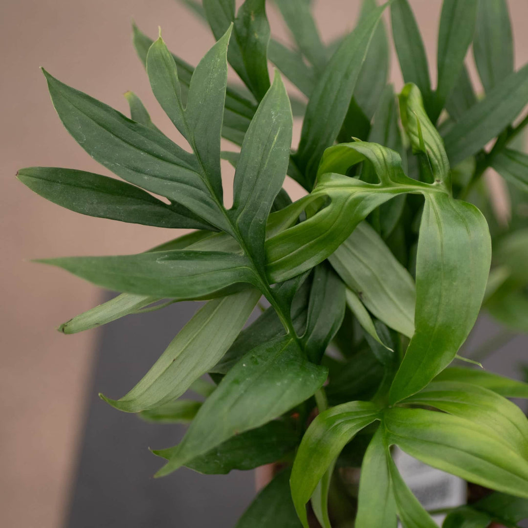 Gabriella Plants Monstera Monstera subpinnata