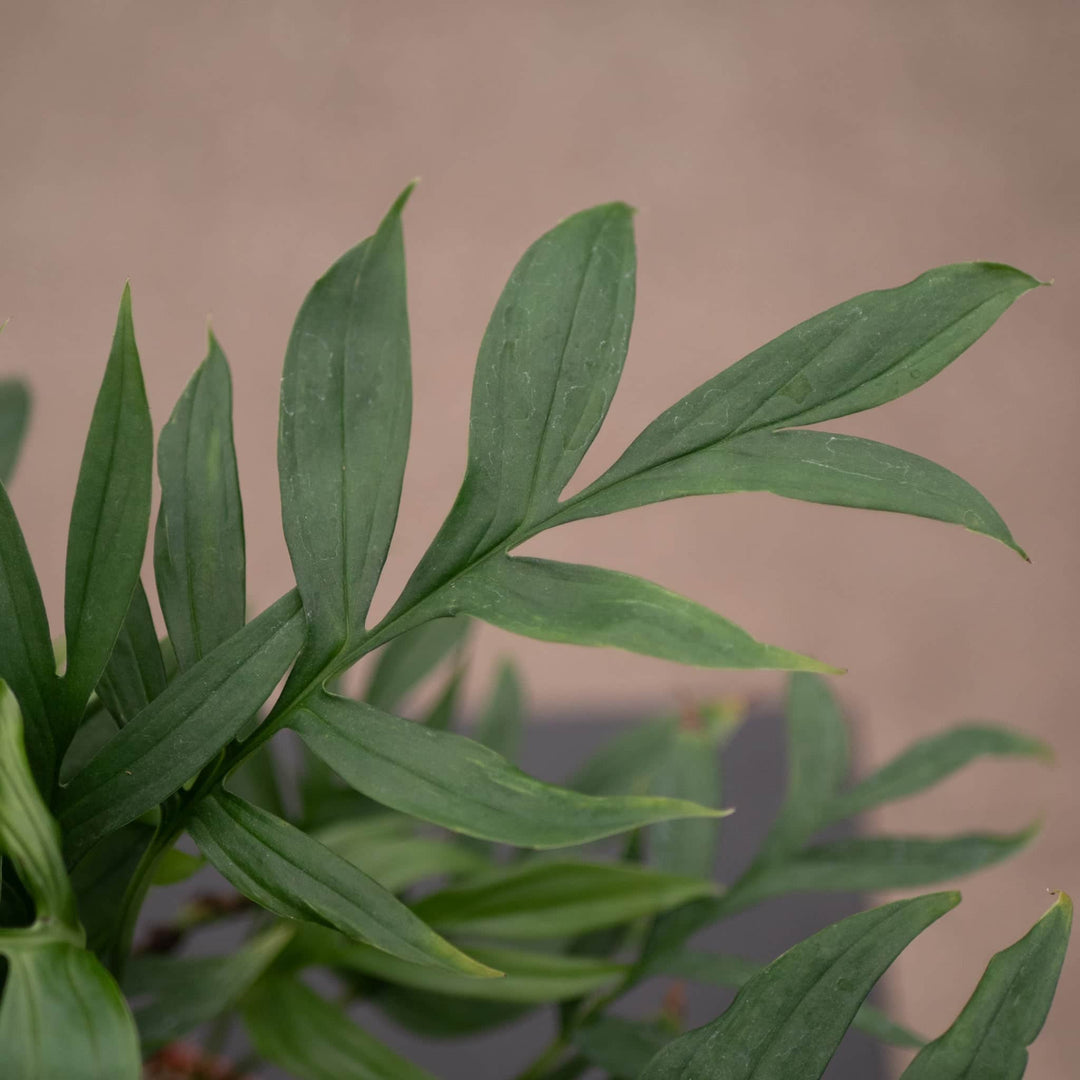 Gabriella Plants Monstera Monstera subpinnata