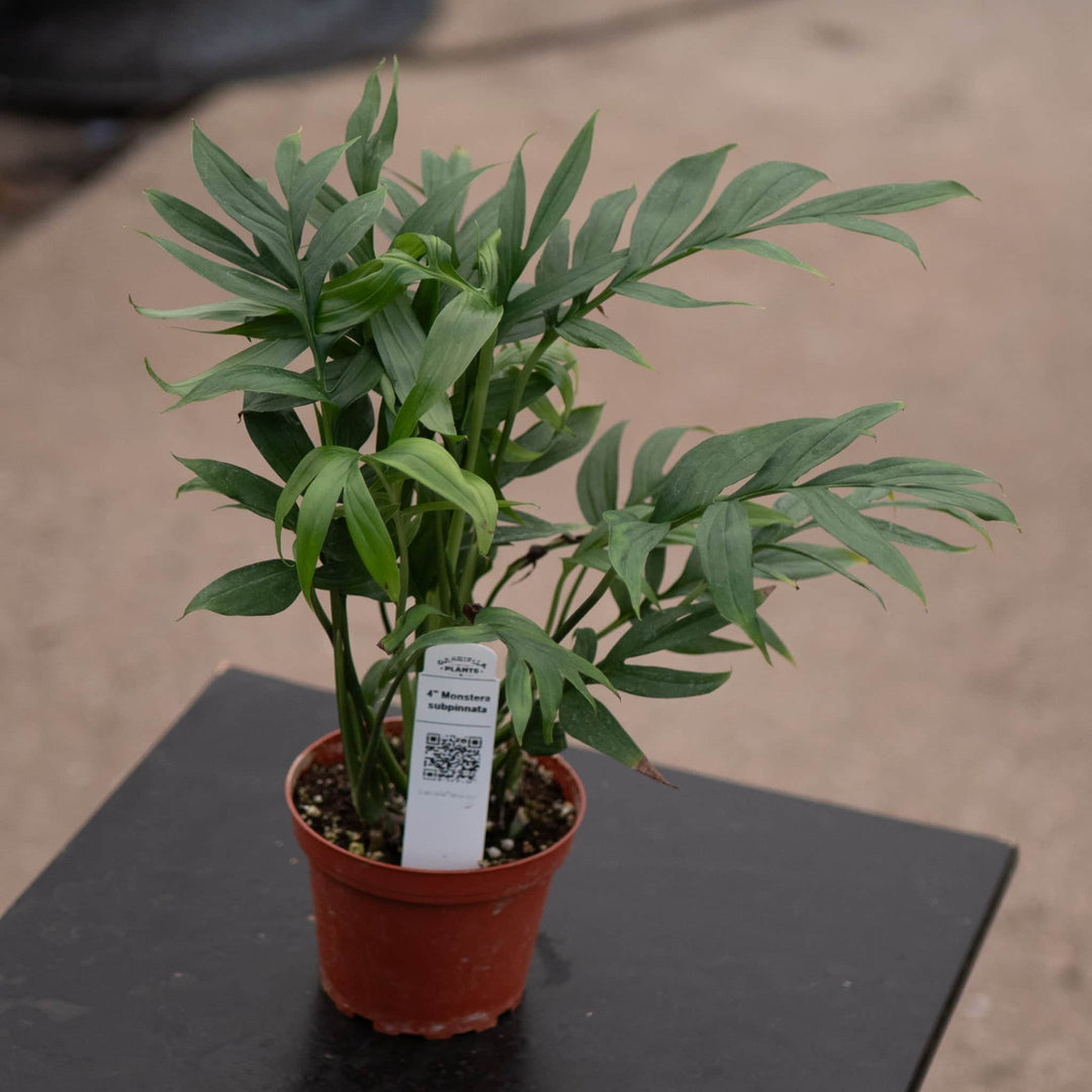 Gabriella Plants Monstera Monstera subpinnata