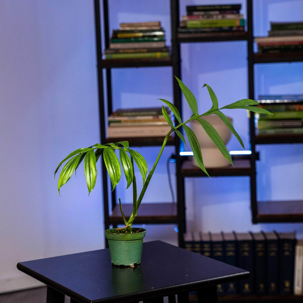 monstera subpinnata Monstera subpinnata
