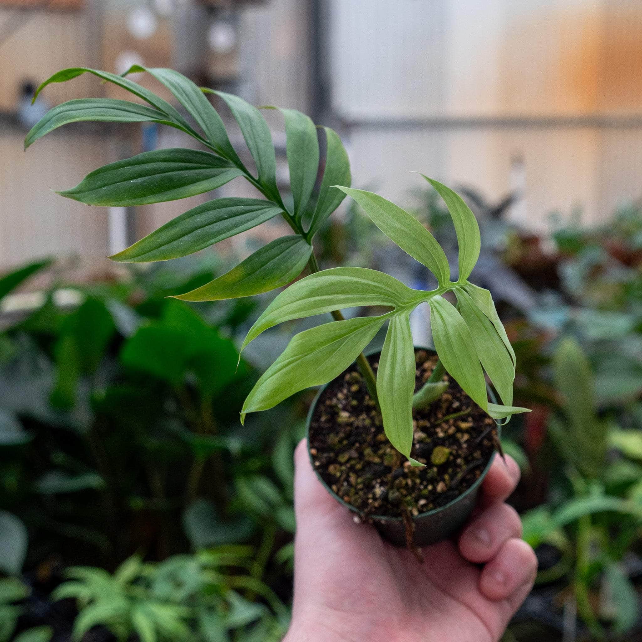 monstera snake plant Monstera subpinnata