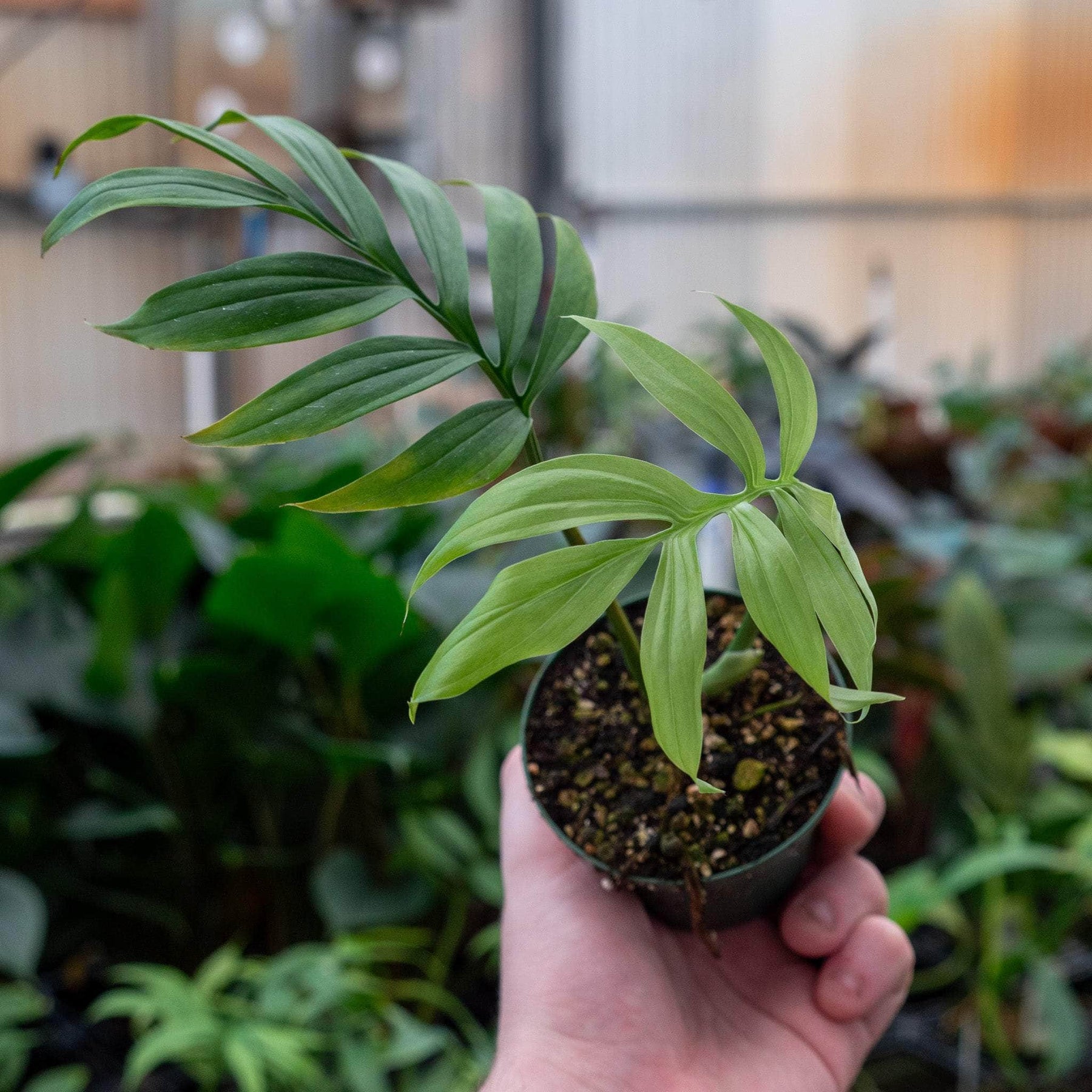 monstera subpinnata Monstera subpinnata