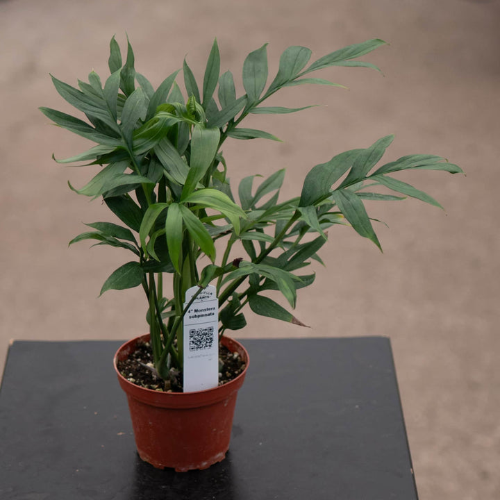 Gabriella Plants Monstera 4” Monstera subpinnata