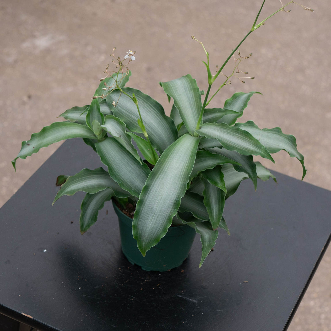 Gabriella Plants Tradescantia Murdannia loriformis 'Bright Star'