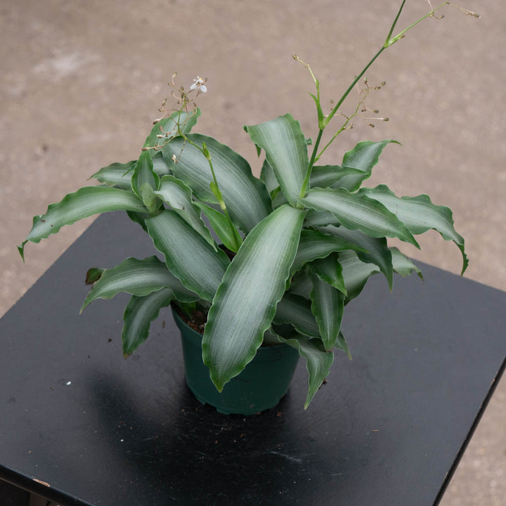 Gabriella Plants Tradescantia Murdannia loriformis &