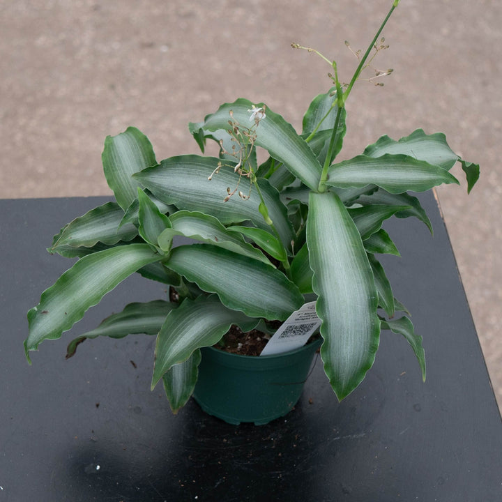 Gabriella Plants Tradescantia 4" Murdannia loriformis &