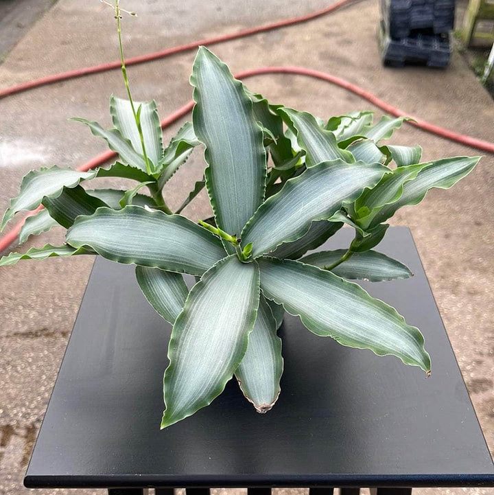 Gabriella Plants Tradescantia 4" Murdannia loriformis 'Bright Star'