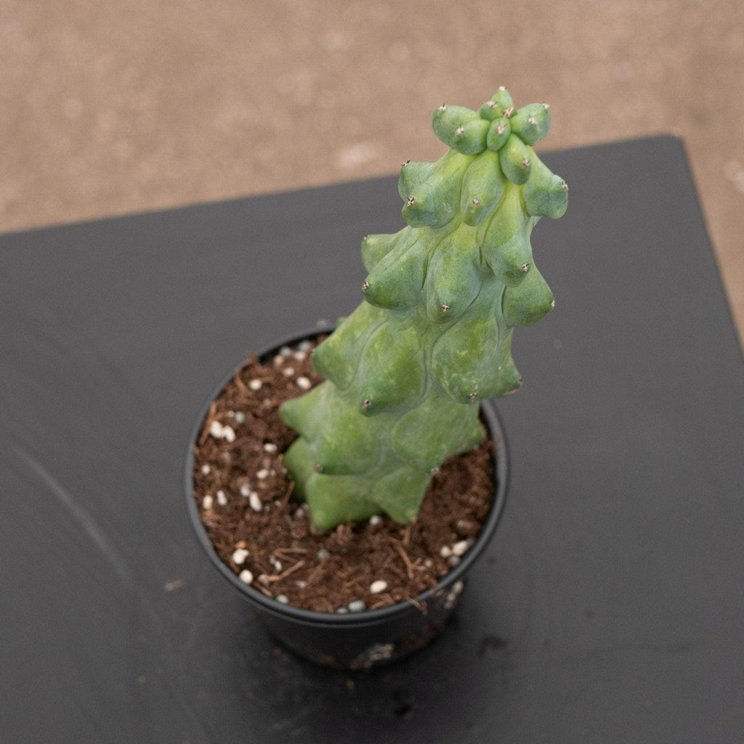 succulent breasts Cactus Myrtillocactus geometrizans 'Boobie Cactus'