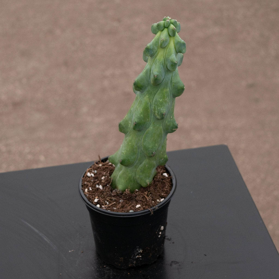 boobie succulent Cactus Myrtillocactus geometrizans 'Boobie Cactus'