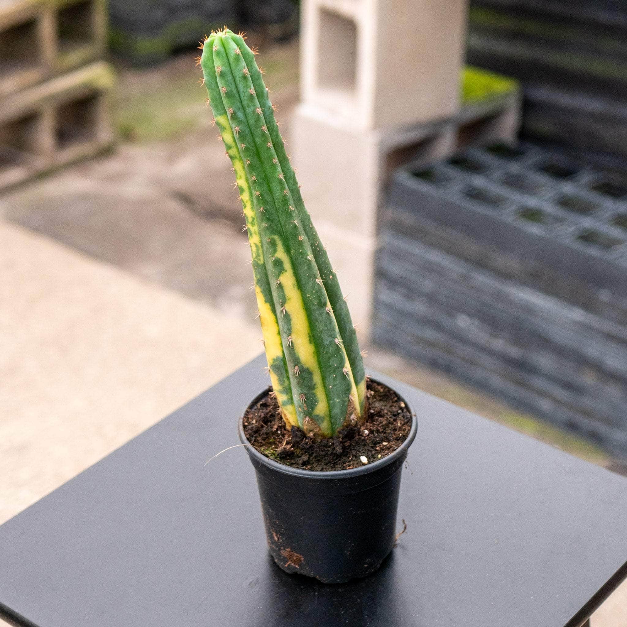 Cactus Myrtillocactus geometrizans variegata 'Variegated Blue Candle'