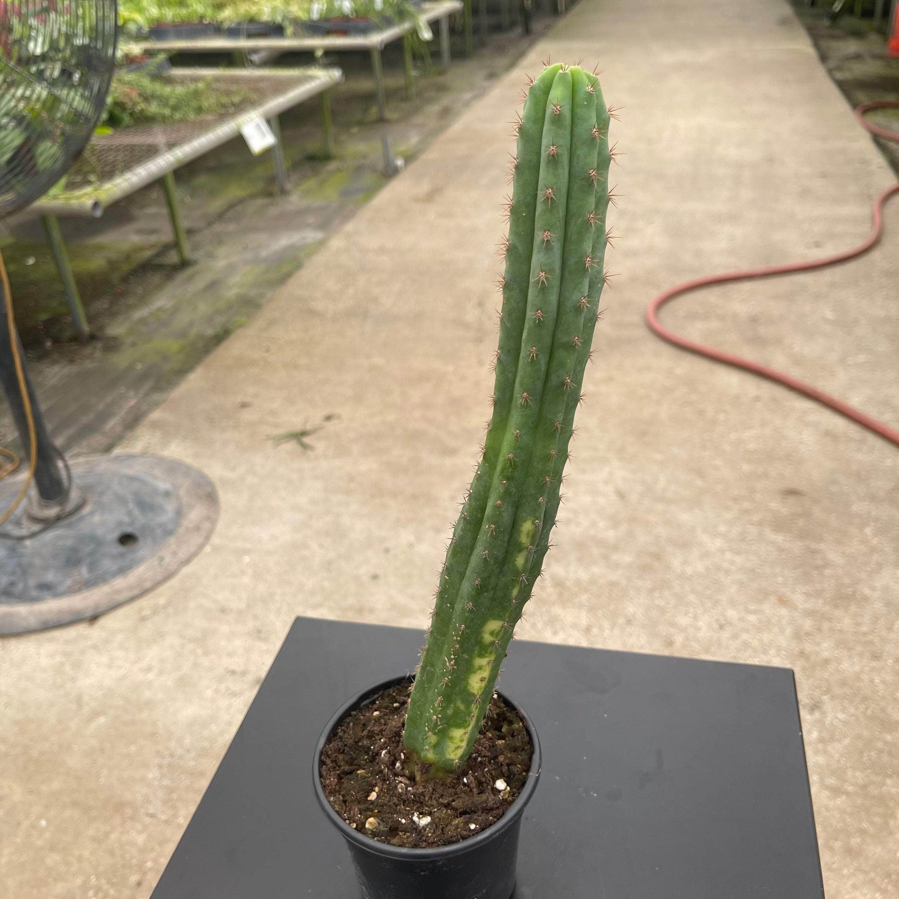 blue myrtle cactus vs san pedro Cactus Myrtillocactus geometrizans variegata 'Variegated Blue Candle'