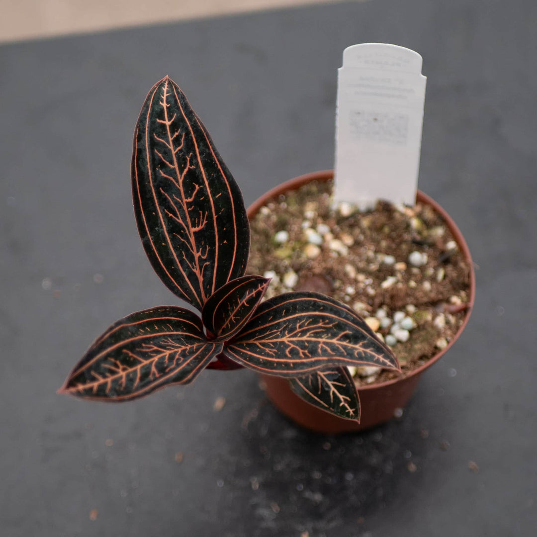 Gabriella Plants Other 3" Orchid Anoectochilus chapaensis