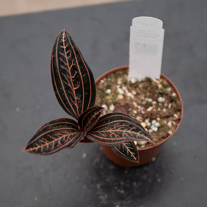 Gabriella Plants Other 3" Orchid Anoectochilus chapaensis