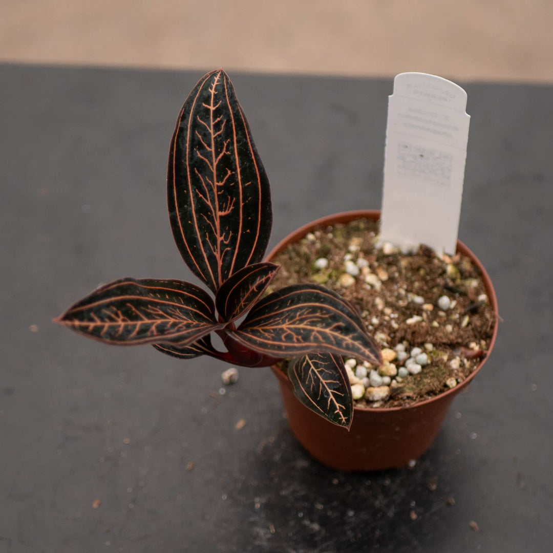 Gabriella Plants Other 3" Orchid Anoectochilus chapaensis