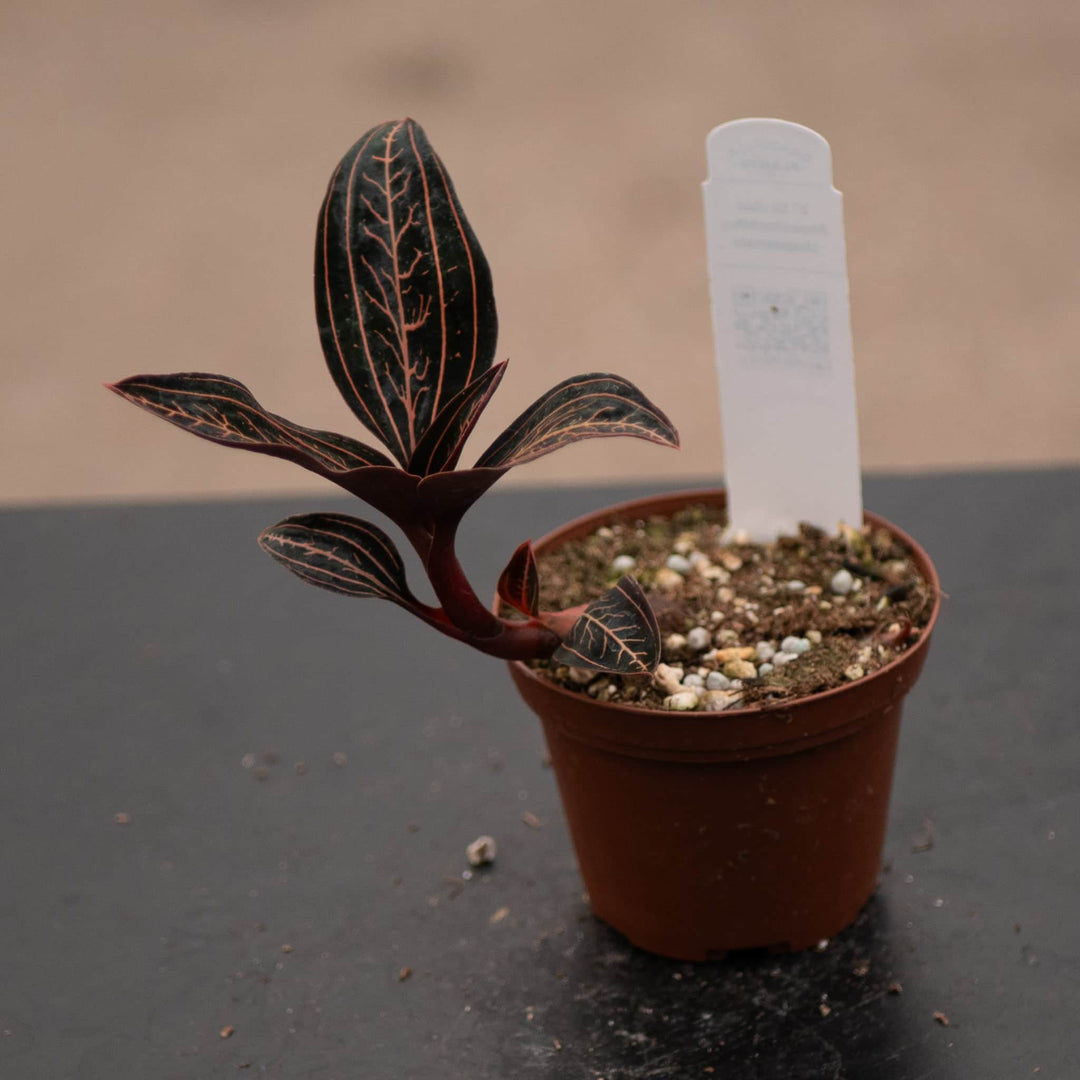 Gabriella Plants Other 3" Orchid Anoectochilus chapaensis