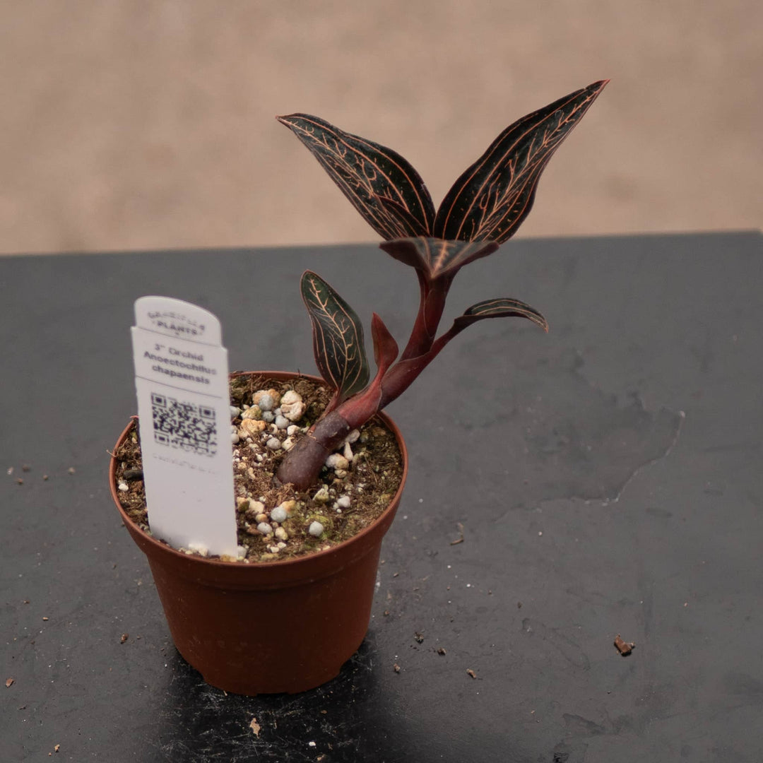 Gabriella Plants Other 3" Orchid Anoectochilus chapaensis