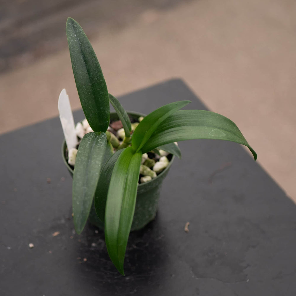 Gabriella Plants Orchid 4" Orchid Dendrobium 'Dragon Rojo'