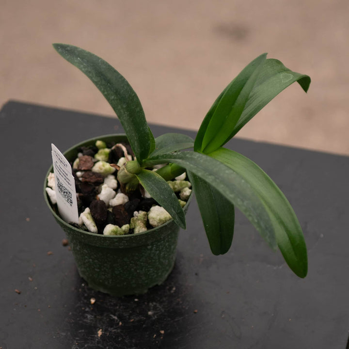 Gabriella Plants Orchid 4" Orchid Dendrobium 'Dragon Rojo'