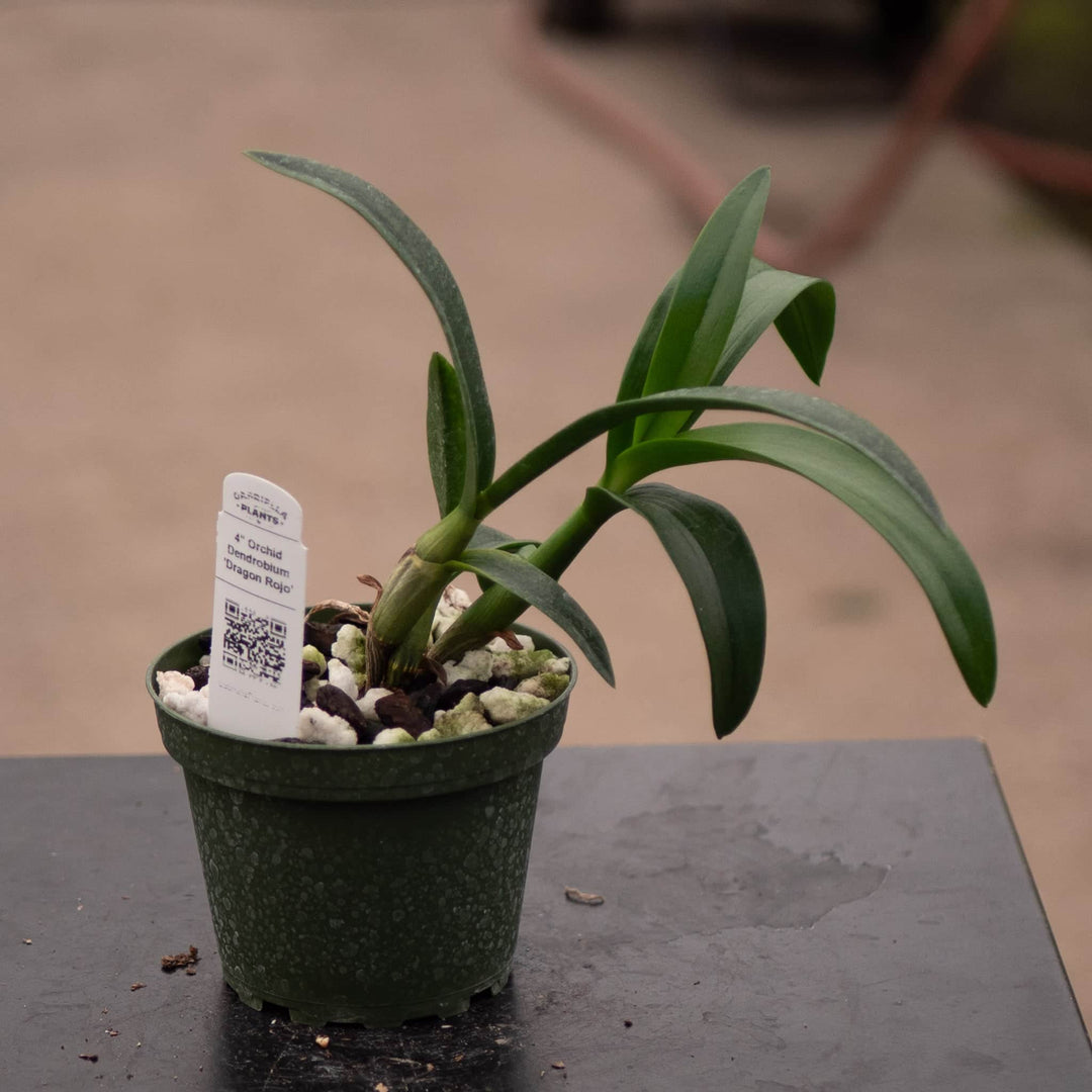 Gabriella Plants Orchid 4" Orchid Dendrobium 'Dragon Rojo'