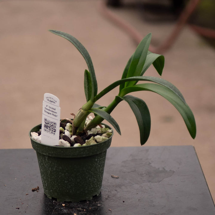 Gabriella Plants Orchid 4" Orchid Dendrobium 'Dragon Rojo'