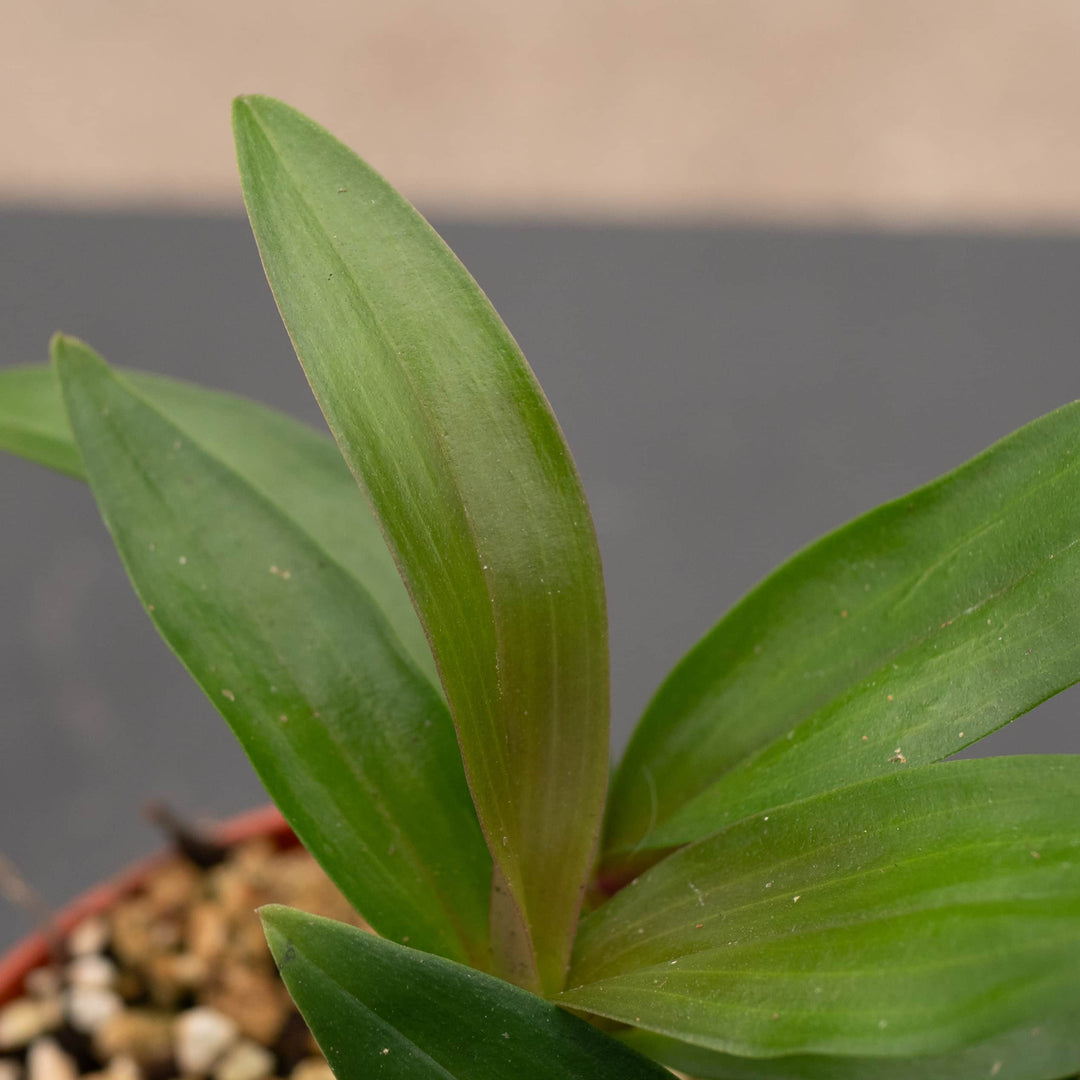 Gabriella Plants Orchid 4" Orchid Dendrobium 'Hibiki'