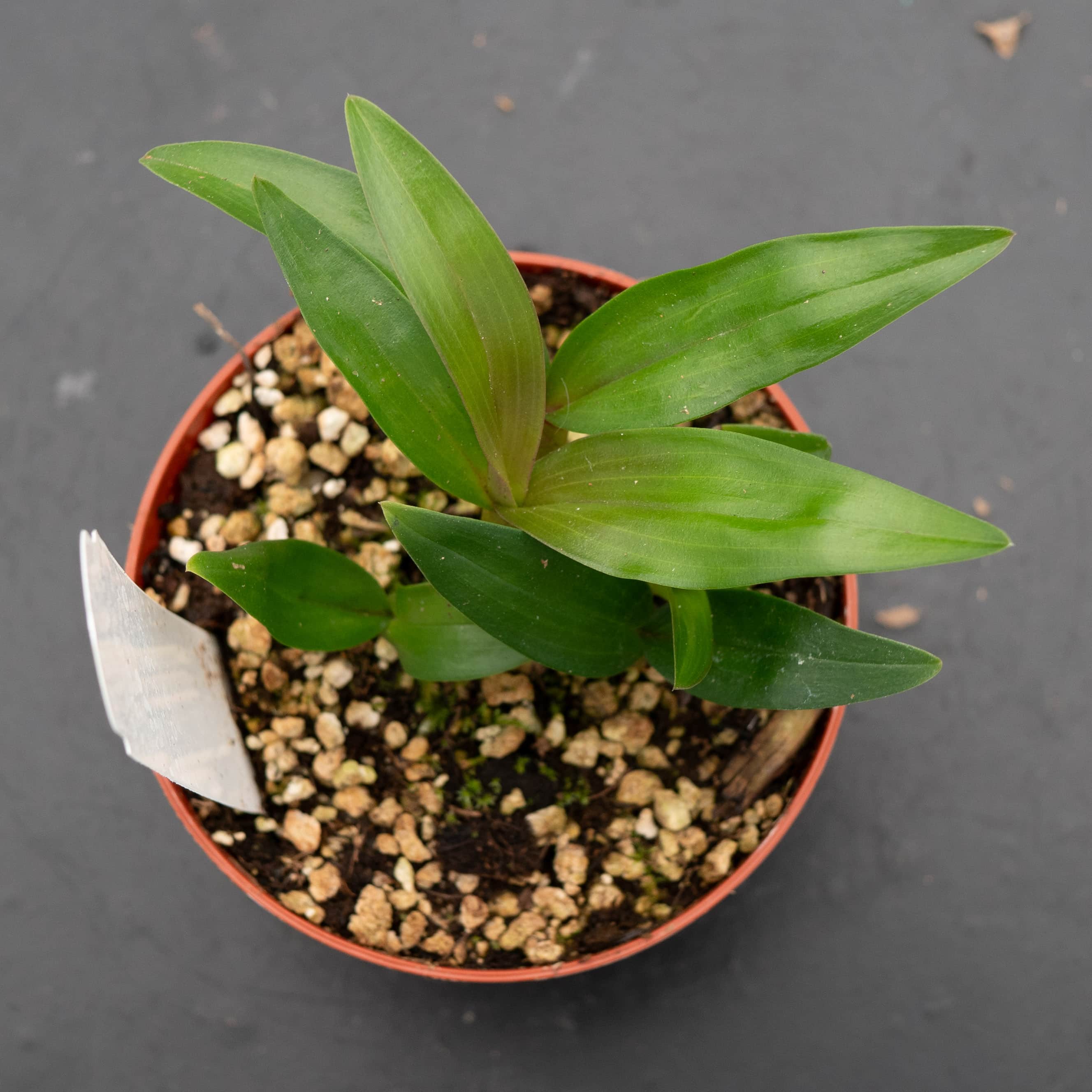 Orchid Dendrobium 'Hibiki' - Gabriella Plants