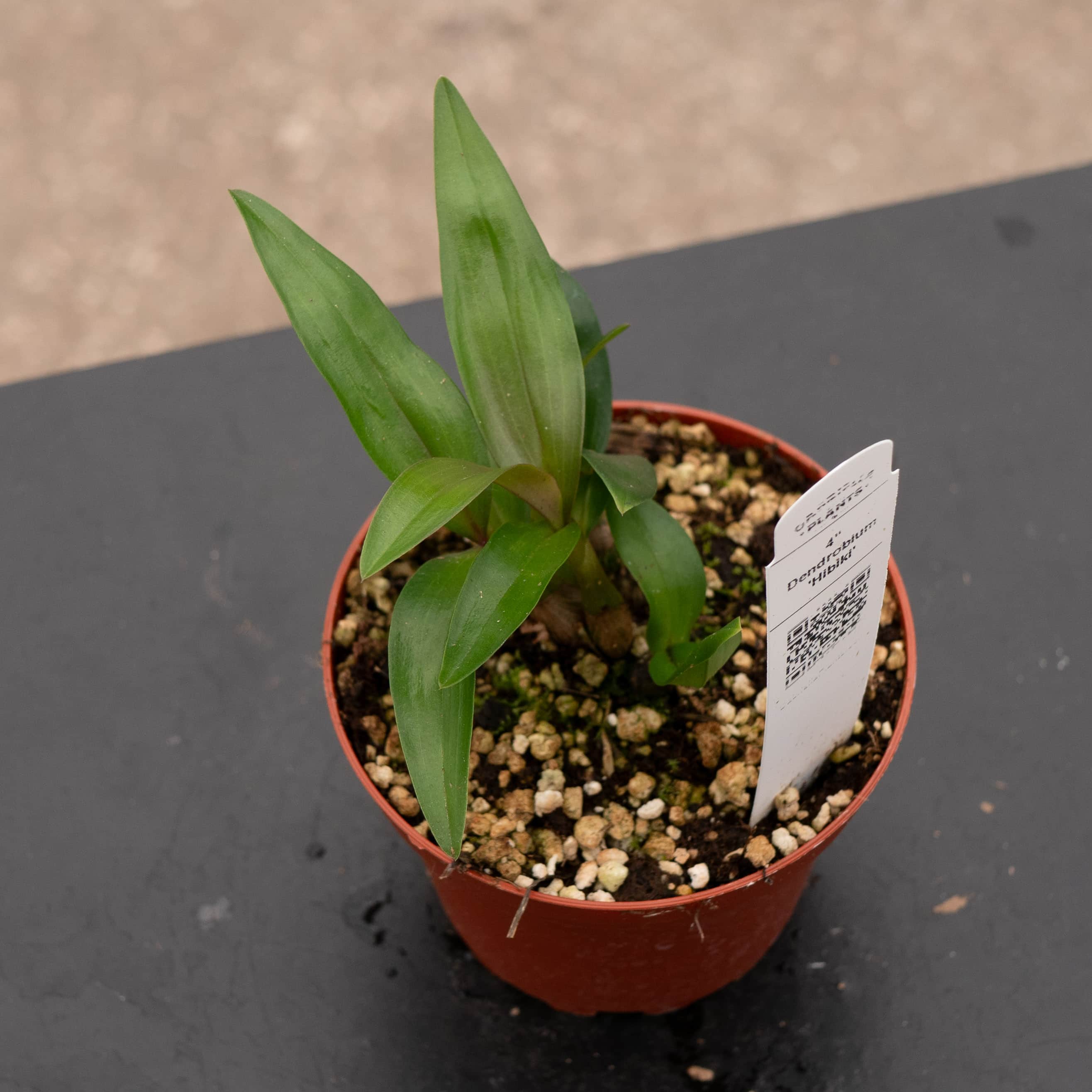 Orchid Dendrobium 'Hibiki' - Gabriella Plants