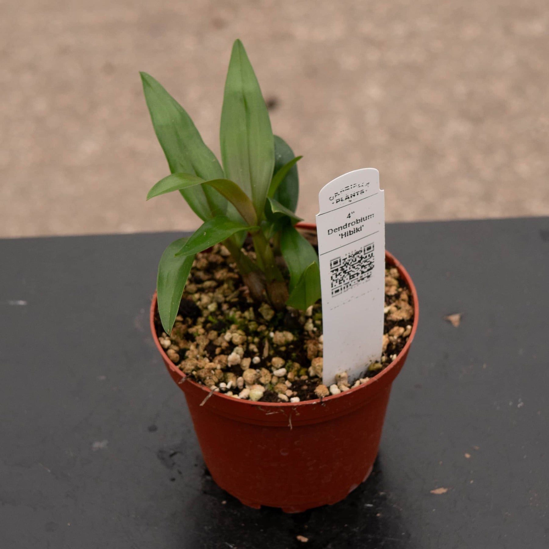 Orchid Dendrobium 'Hibiki' - Gabriella Plants