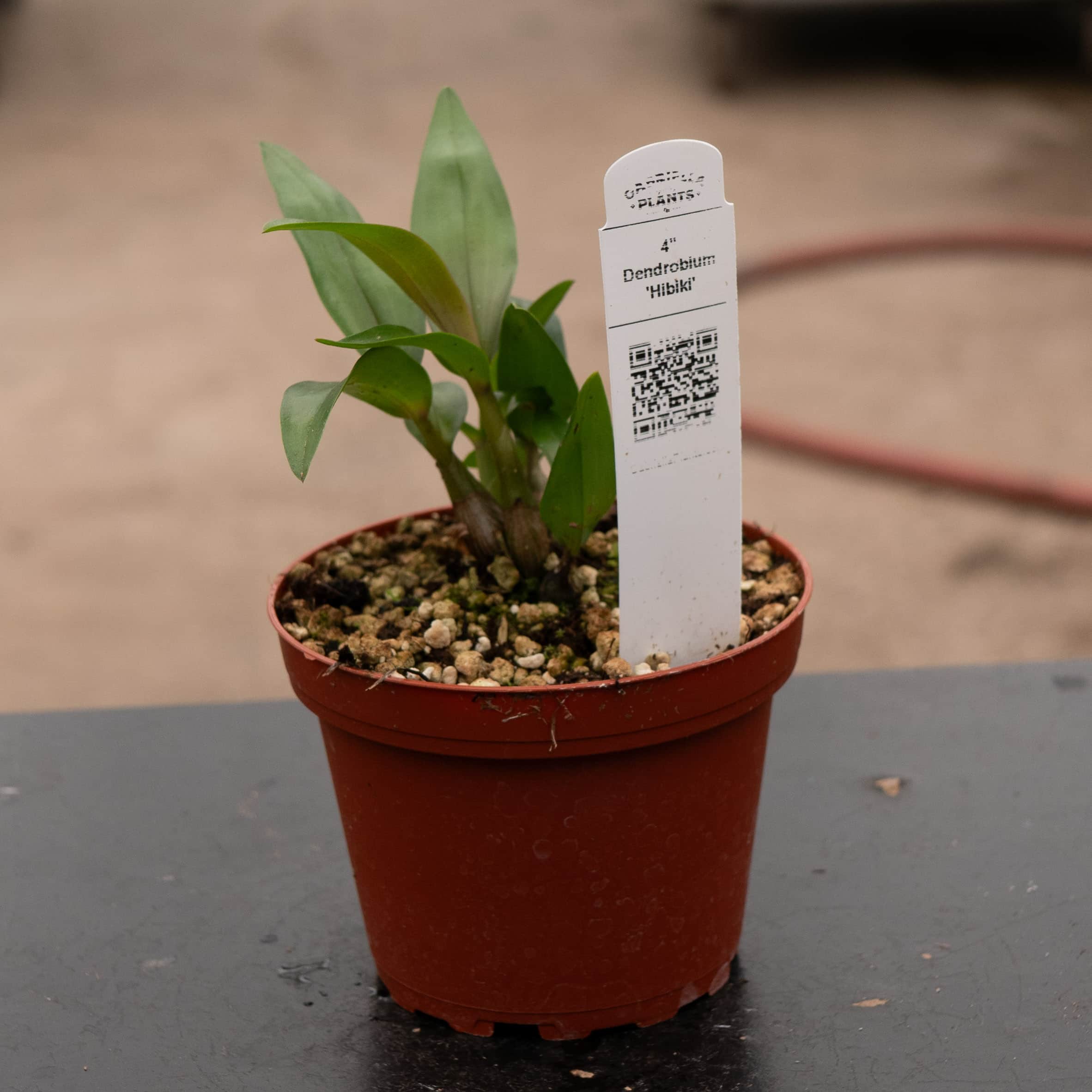 Orchid Dendrobium 'Hibiki' - Gabriella Plants