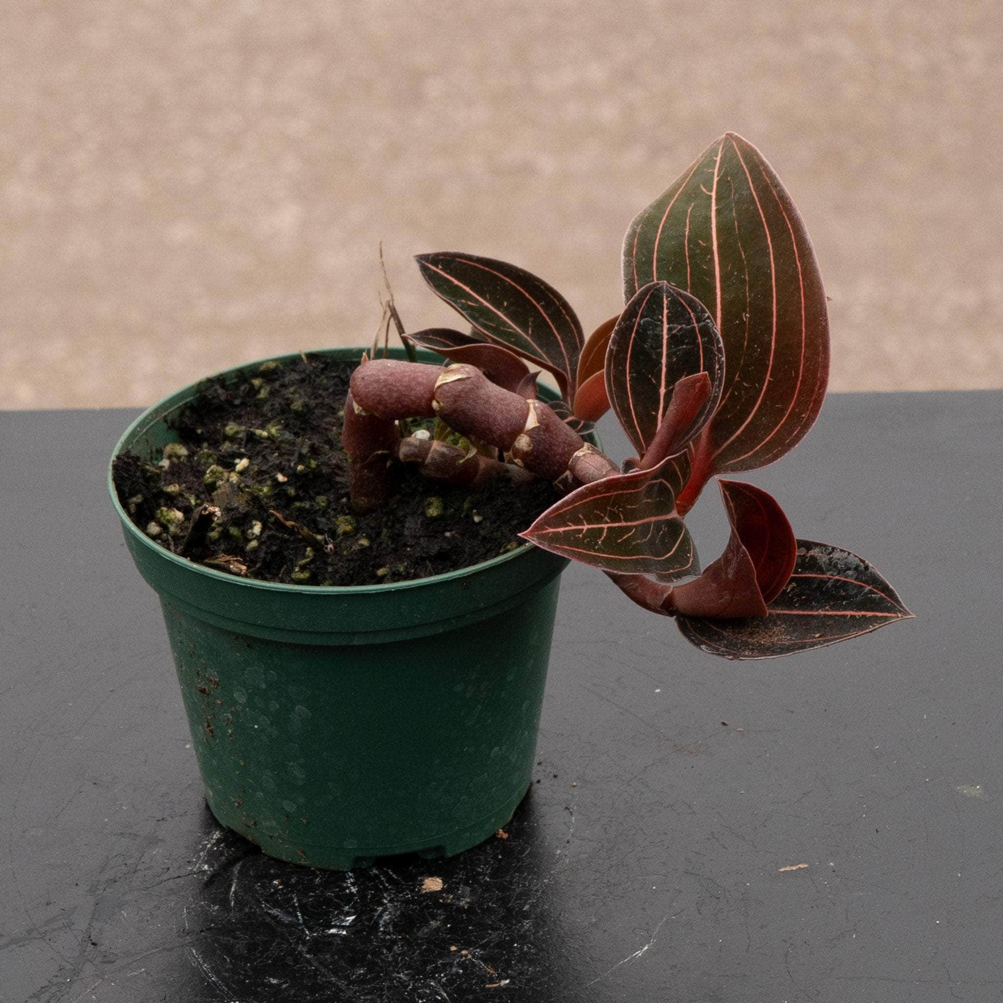 Orchid Ludisia discolor - Gabriella Plants