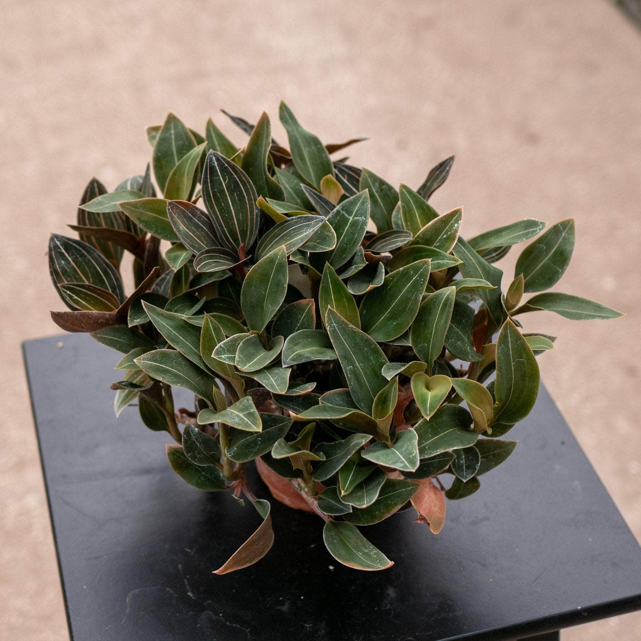 gabriella-plants-orchid-