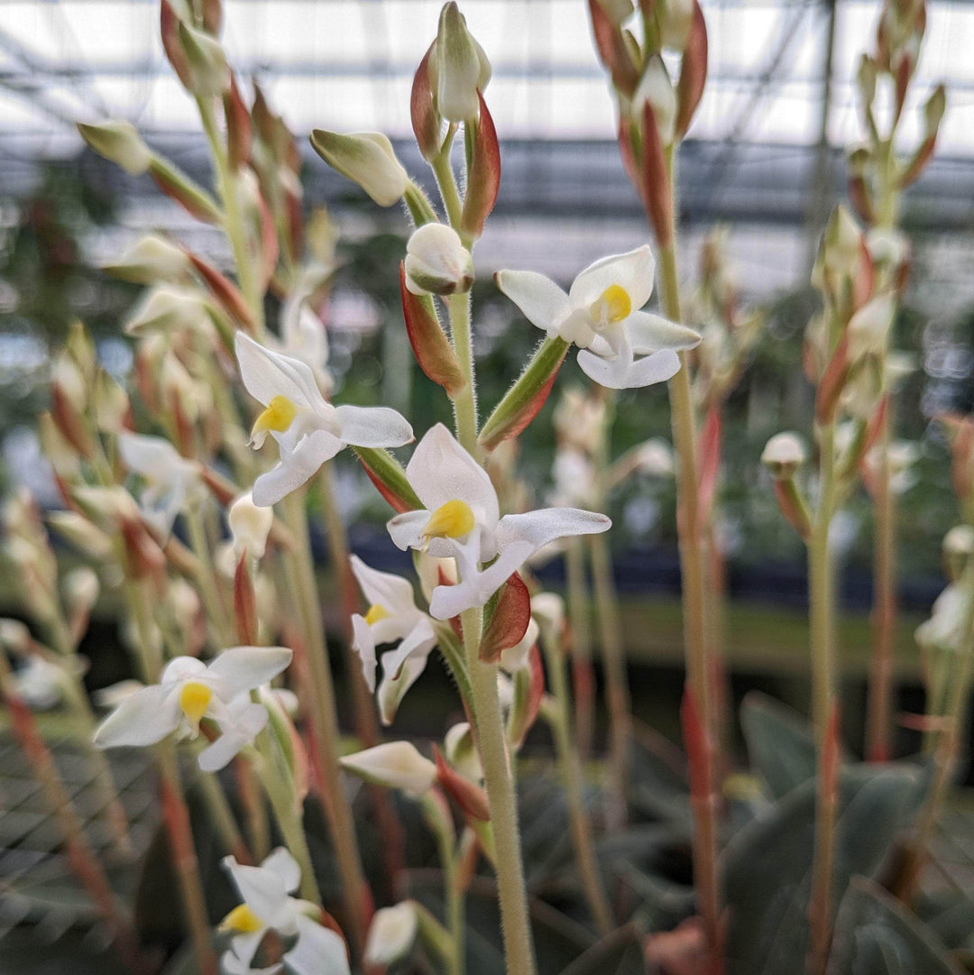 Gabriella Plants Other Orchid Ludisia discolor var. nigrescens