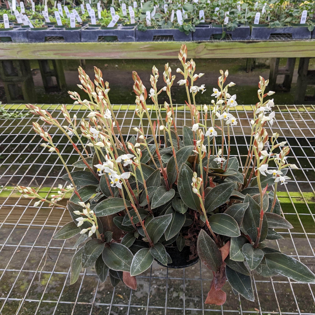 Gabriella Plants Other 5" Orchid Ludisia discolor var. nigrescens
