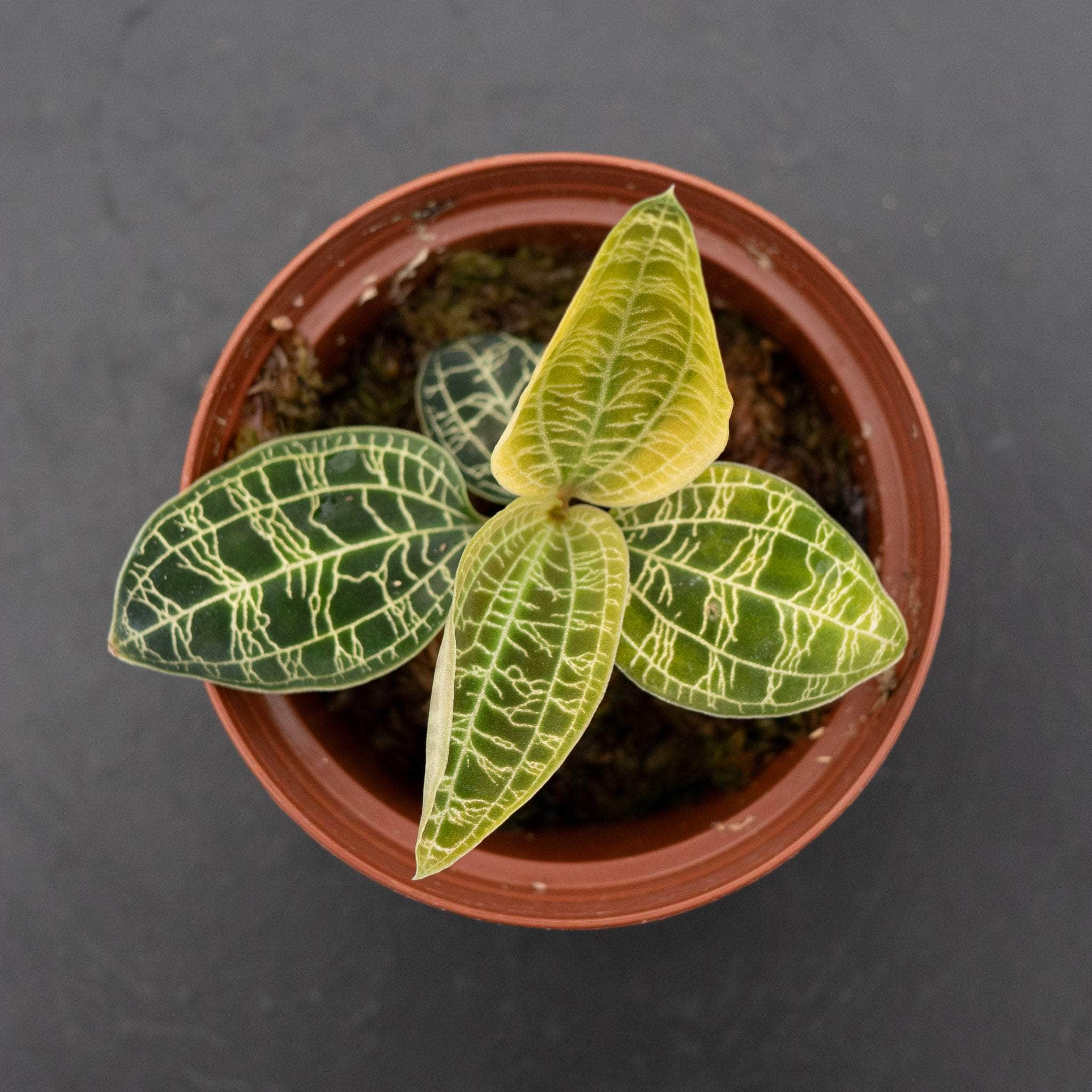 Orchid Macodes petola - Gabriella Plants