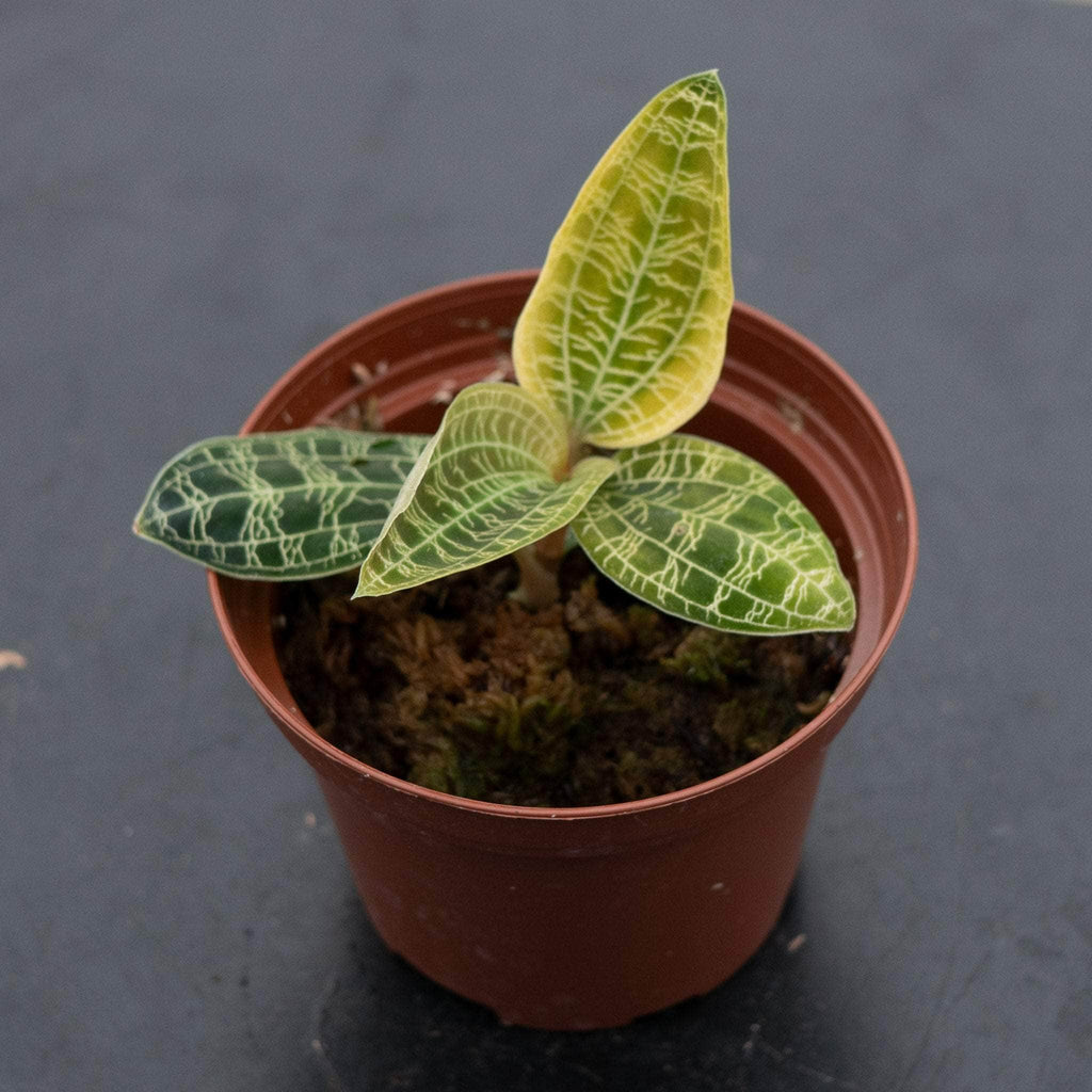 Orchid Macodes petola – Gabriella Plants