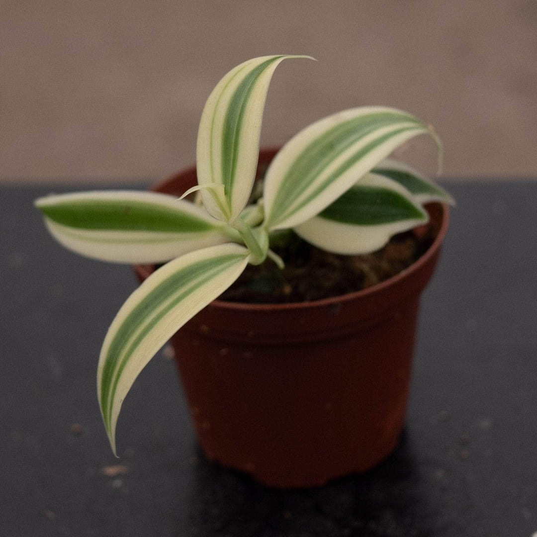 Gabriella Plants Epiphyte 3" Orchid Vanilla planifolia albo variegata