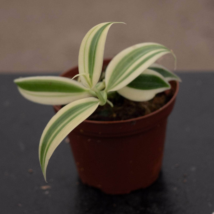 Gabriella Plants Epiphyte 3" Orchid Vanilla planifolia albo variegata