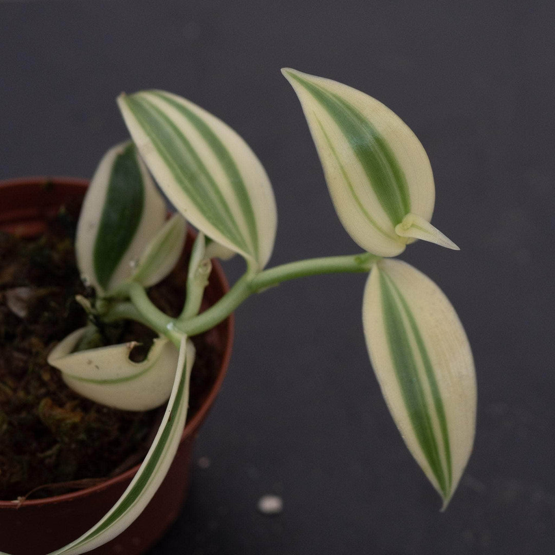 vanilla plant indoors Orchid Vanilla planifolia albo variegata