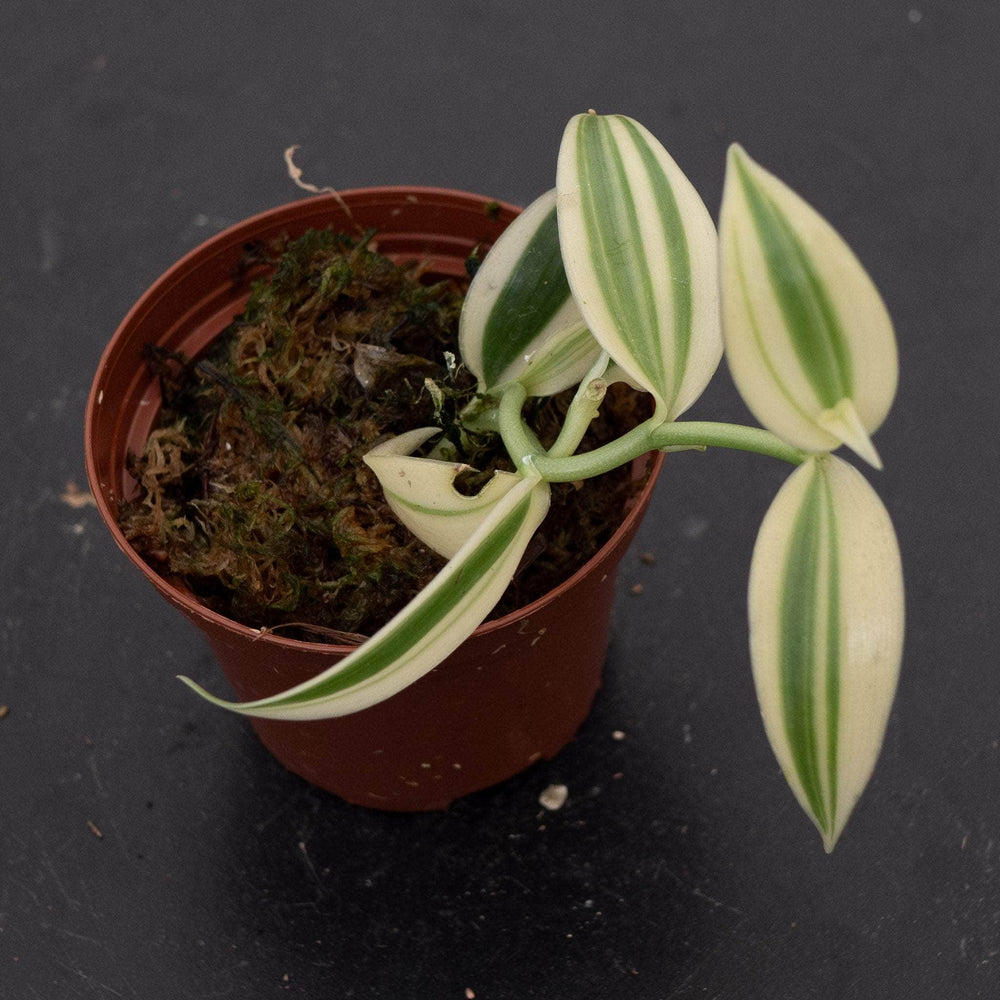 Gabriella Plants Epiphyte 3" Orchid Vanilla planifolia albo variegata