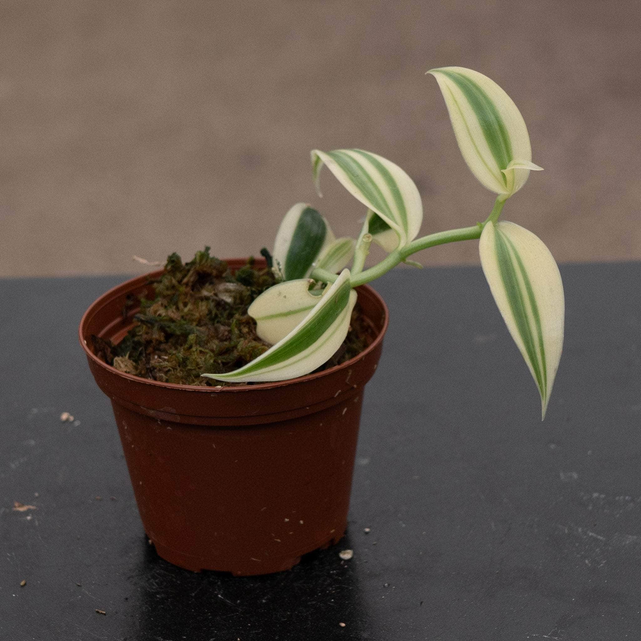 vanilla plant indoors Orchid Vanilla planifolia albo variegata