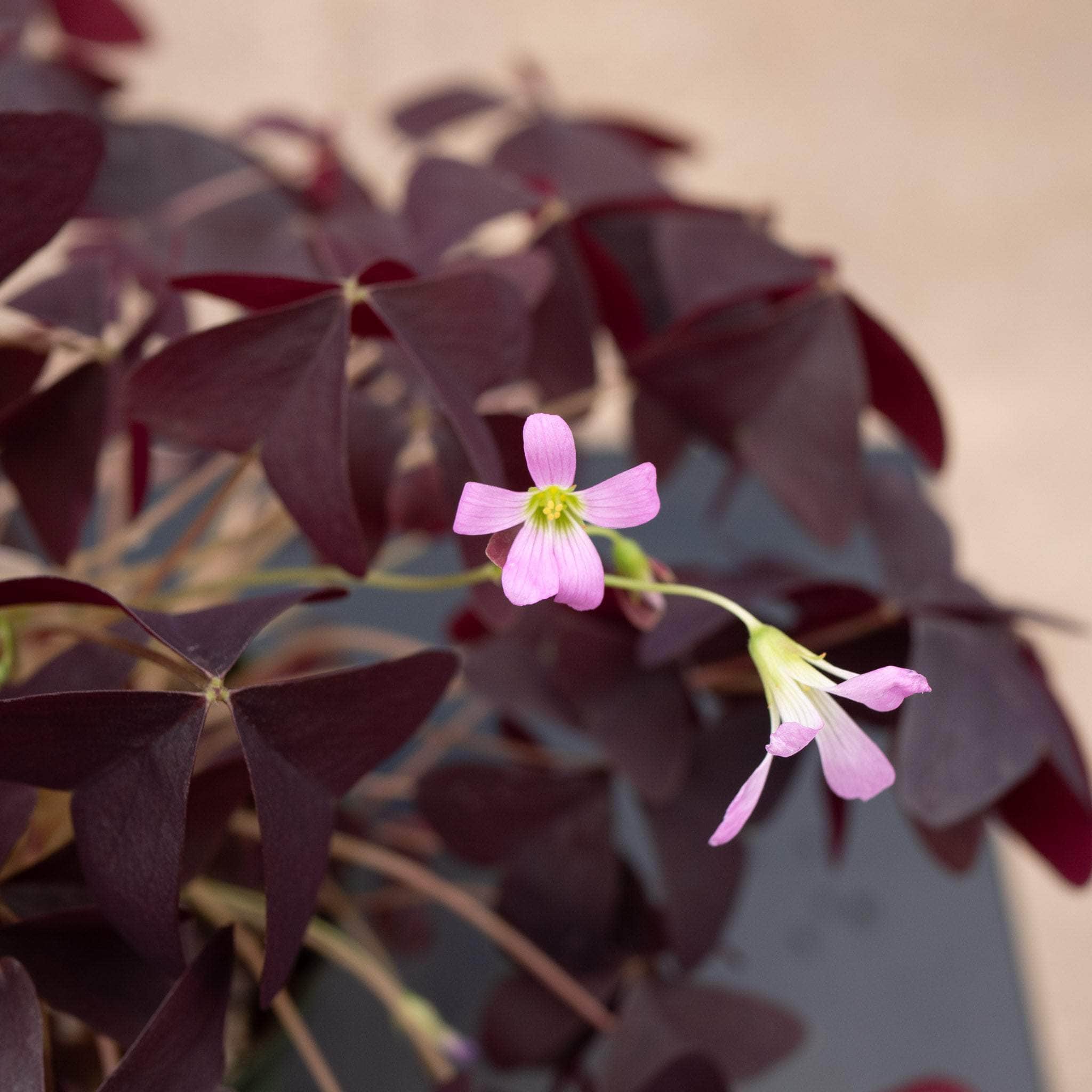 Oxalis triangularis 'Ebony Allure' - Gabriella Plants