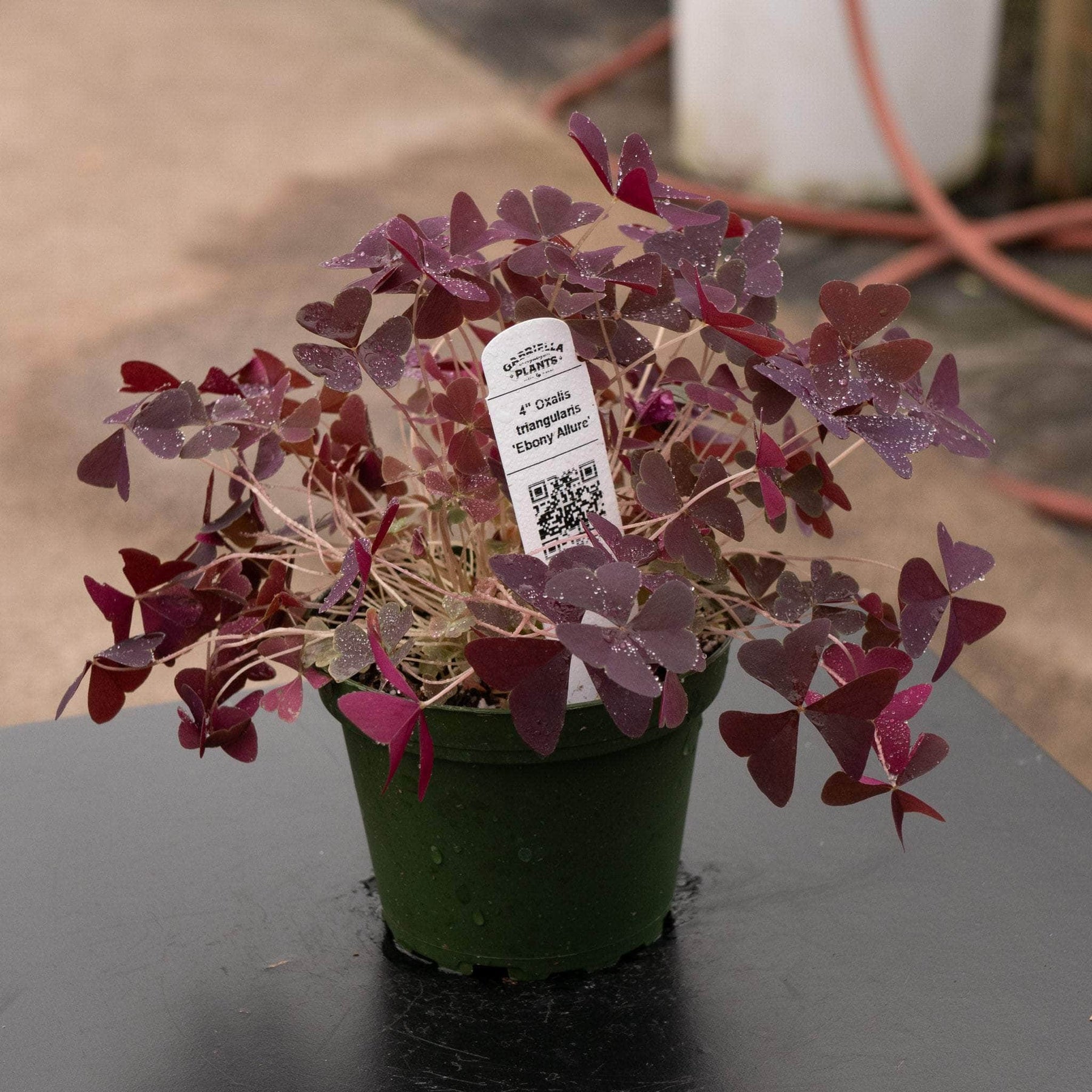 oxalis triangularis indoor plant Oxalis triangularis 'Ebony Allure'