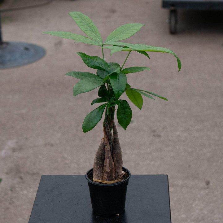 Gabriella Plants Other 4" Pachira aquatica "Money Tree" Braid