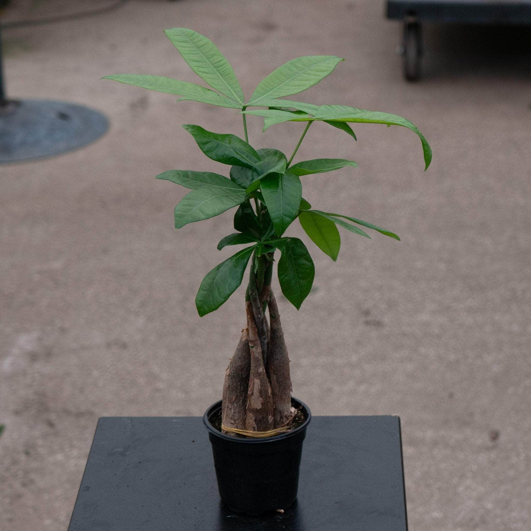 dried money plant branches Pachira aquatica "Money Tree" Braid