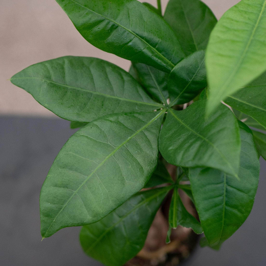 Gabriella Plants Other 4" Pachira aquatica "Money Tree" Braid