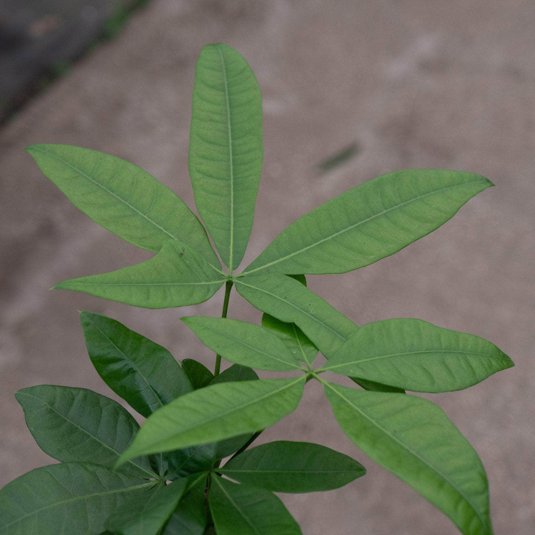 7 leaves money tree Pachira aquatica "Money Tree" Braid
